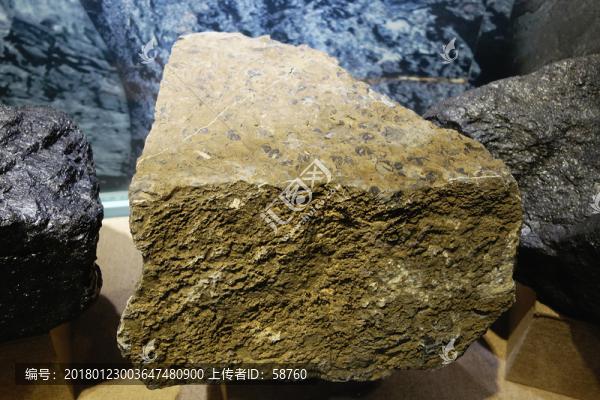 生物碎屑灰?guī)r