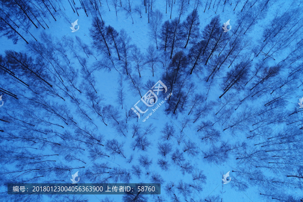 藍(lán)色的樹林雪景,航拍