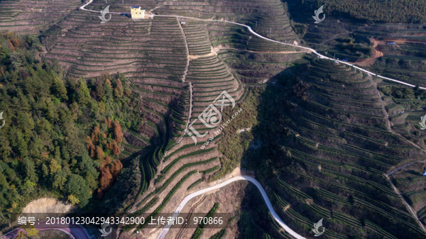 梯田茶園茶山