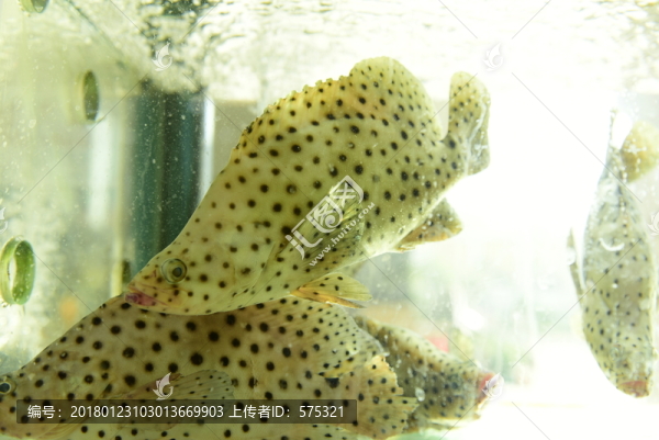 瓜子魚