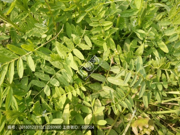 野苕菜