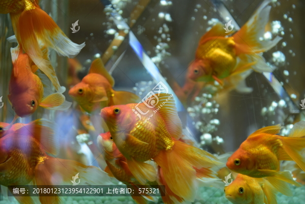 金魚