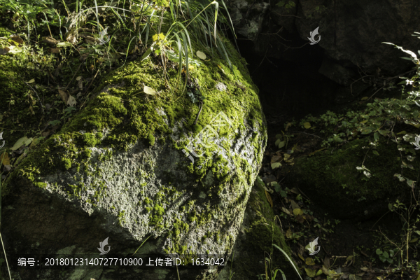 喇叭溝門原始森林公園山石苔蘚