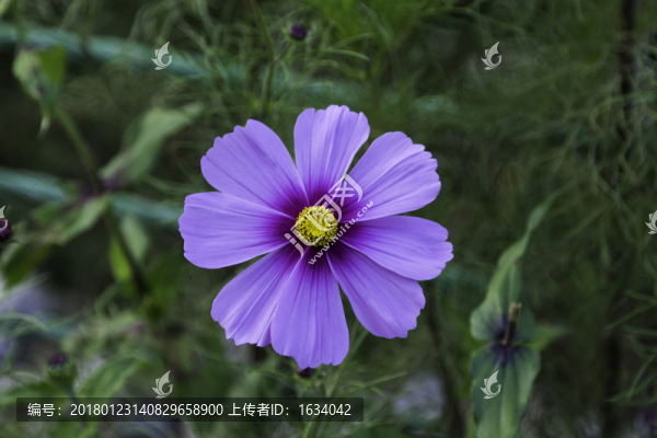 喇叭溝門原始森林公園波斯菊