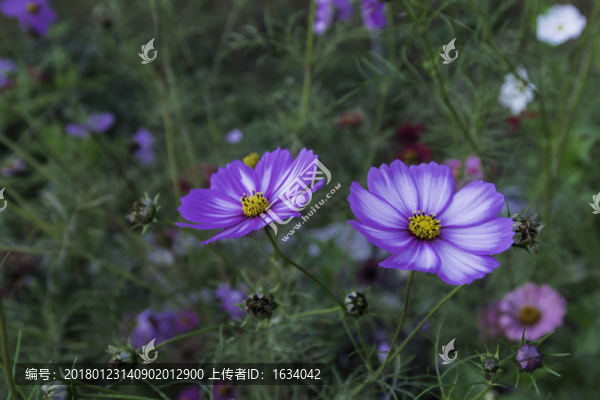 喇叭溝門(mén)原始森林公園波斯菊
