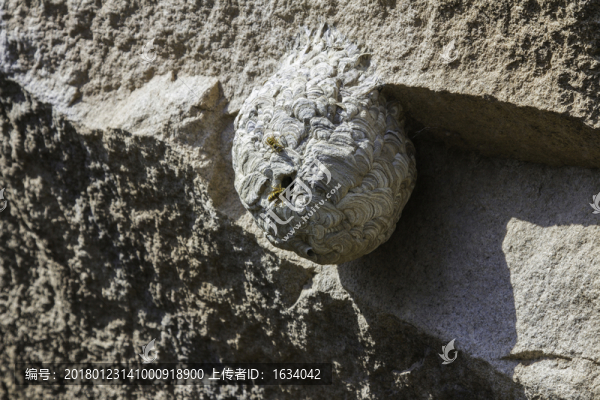 喇叭溝原始森林公園螞蜂巢