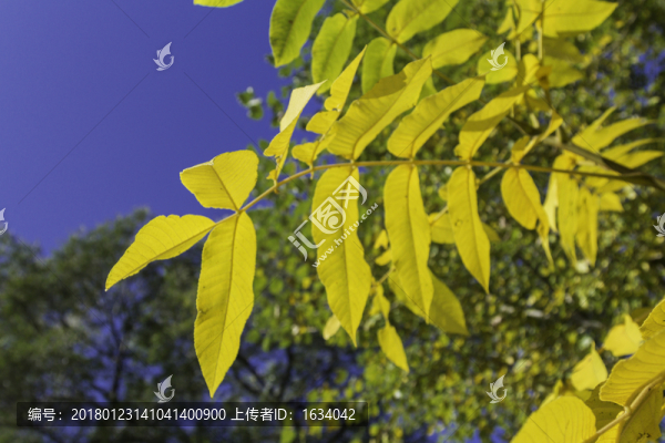 喇叭溝原始森林公園樹葉