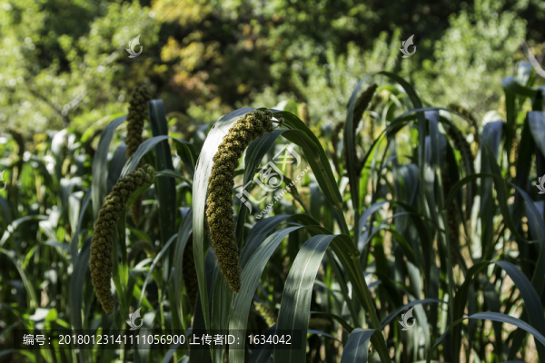 喇叭溝原始森林公園小米