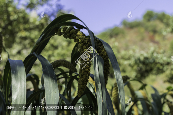 喇叭溝原始森林公園小米