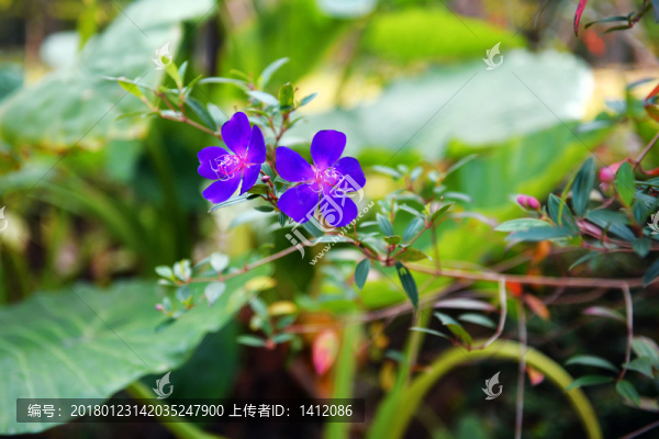野牡丹花