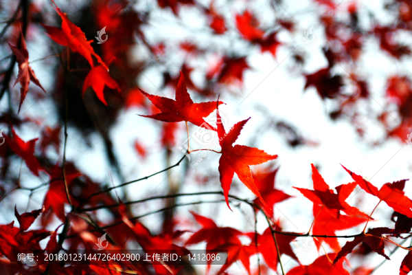 紅葉
