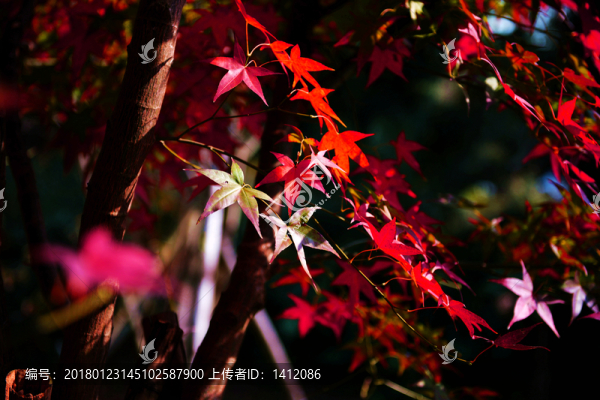 紅葉