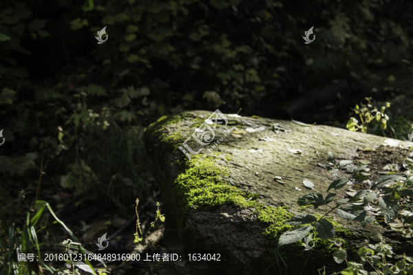 喇叭溝門(mén)原始森林公園山石苔蘚