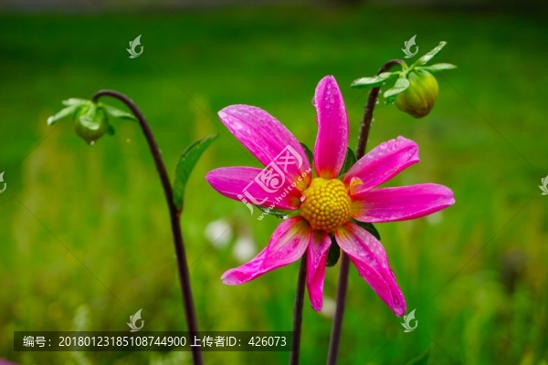雨季大麗花