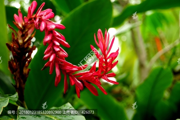 美人蕉