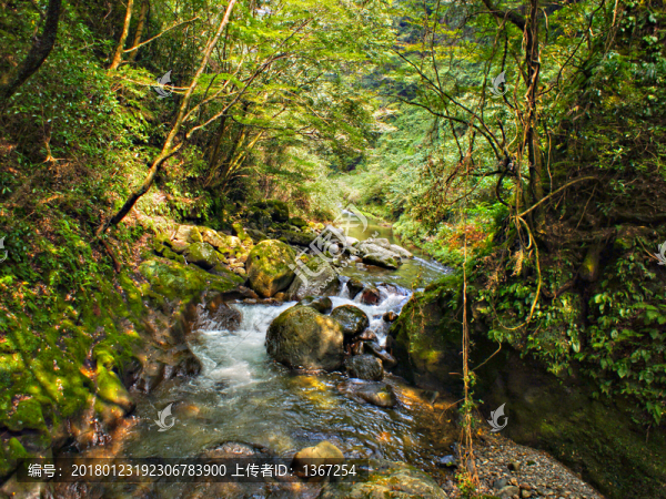山中小溪,山林溪流