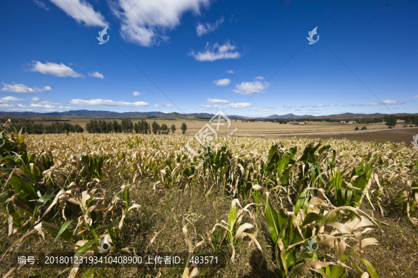 田野