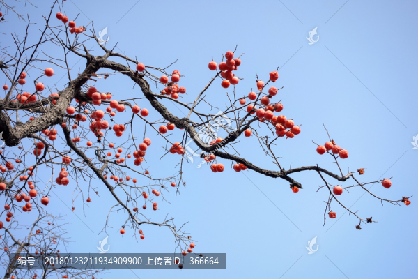 柿子紅了