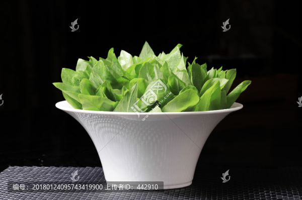 苦麻菜