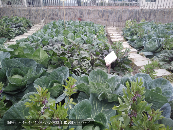 屋頂菜園