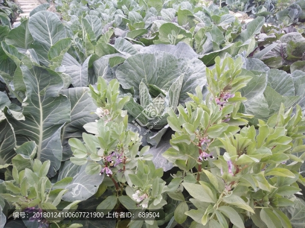 屋頂菜園