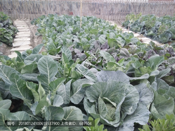屋頂菜園