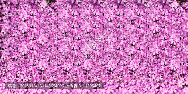 鮮花墻,背景墻,花墻