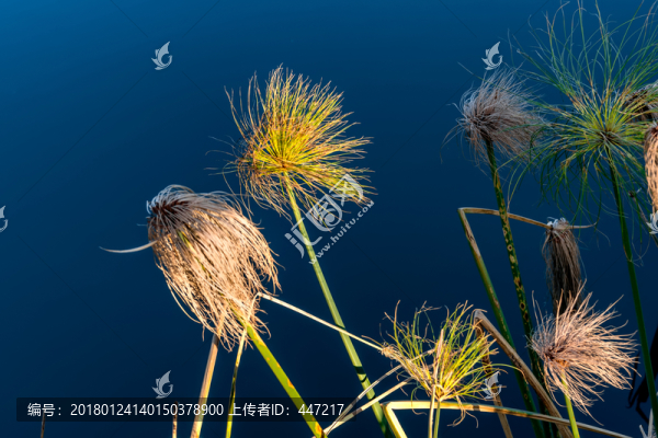 水草