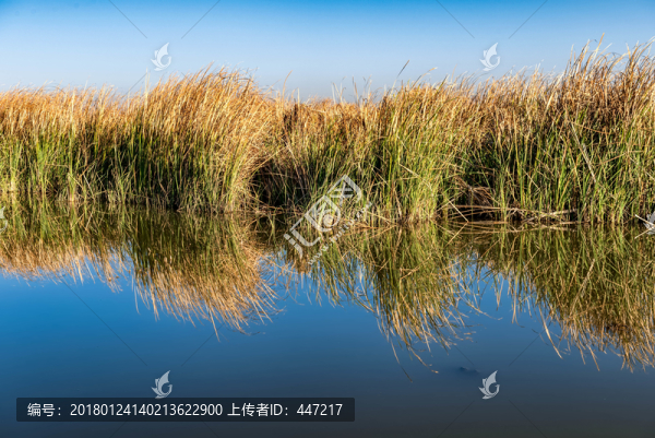 蘆葦蕩