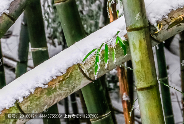積雪,竹子