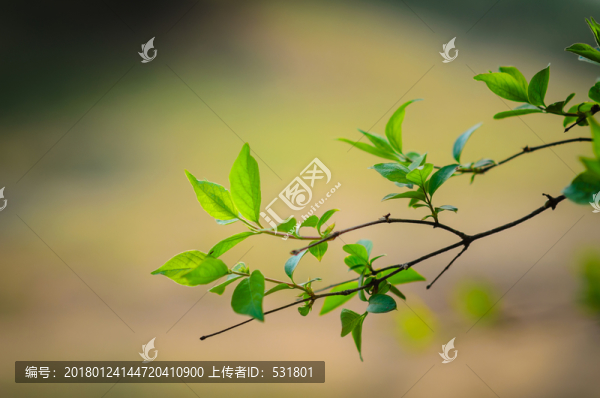 春天的綠葉