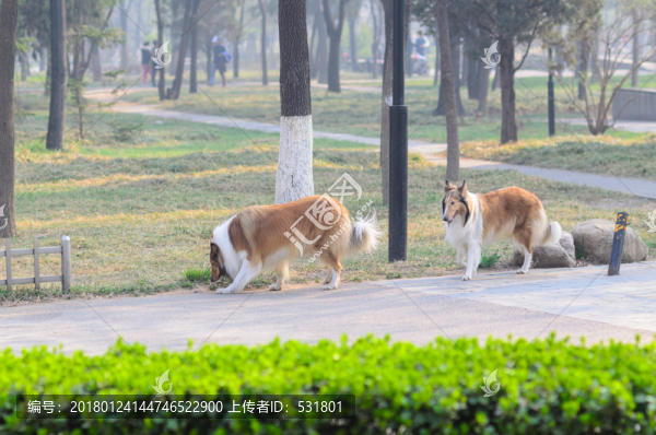 蘇格蘭牧羊犬