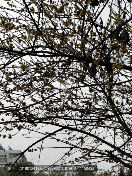 臘八臘梅傲雪開,（25）