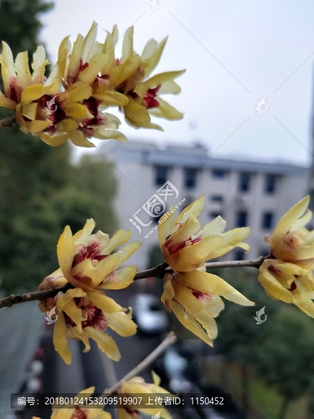 臘八臘梅傲雪開,（27）