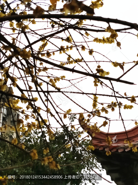 臘八臘梅傲雪開,（18）