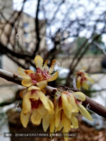 臘八臘梅傲雪開,（20）