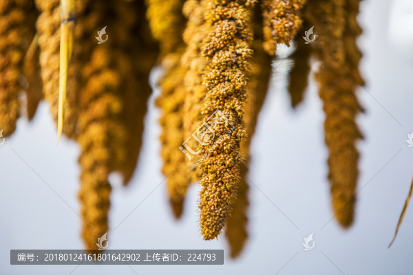 谷穗