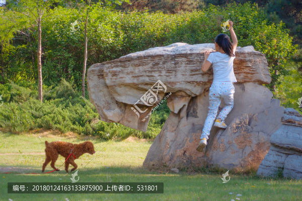 棕色泰迪
