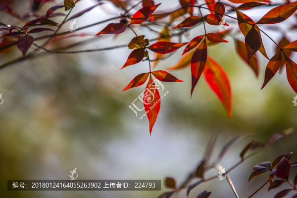 紅葉
