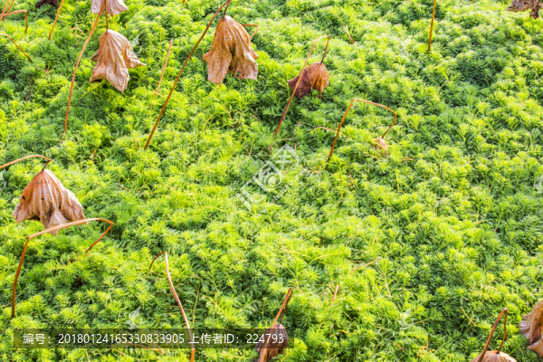 綠色植物
