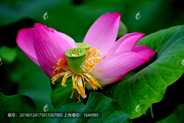荷花