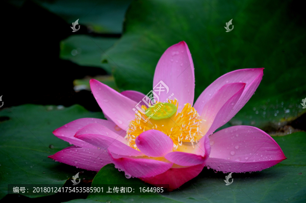 荷花