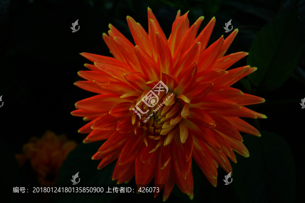 大麗花