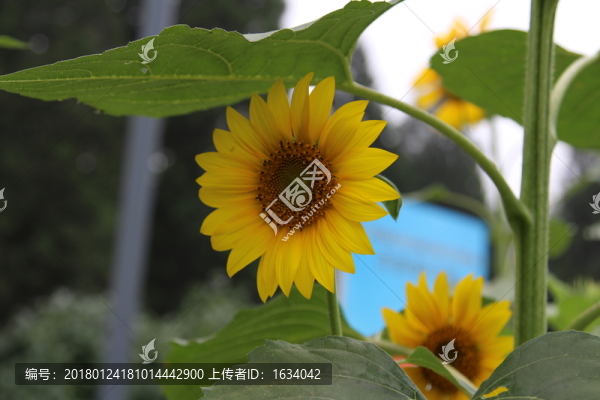 奧林匹克森林公園葵花