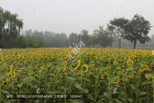 奧林匹克森林公園葵花