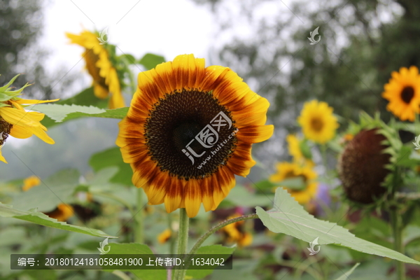 奧林匹克森林公園葵花