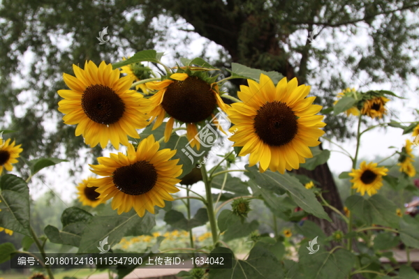 奧林匹克森林公園葵花