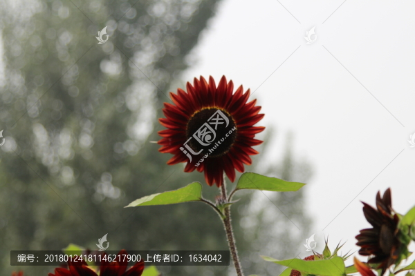 奧林匹克森林公園葵花