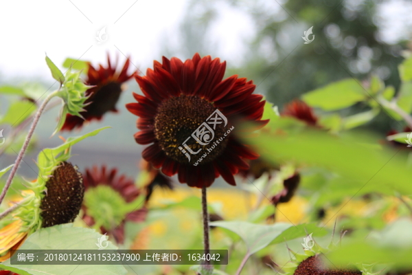奧林匹克森林公園葵花
