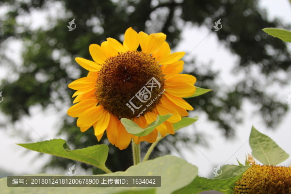 奧林匹克森林公園葵花